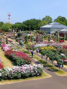 京成バラ園に投稿された画像（2026/5/20）
