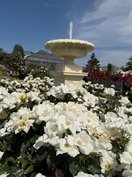 京成バラ園に投稿された画像（2026/5/20）