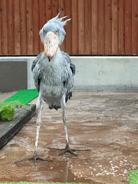 掛川花鳥園に投稿された画像（2026/5/20）