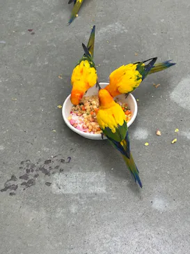 掛川花鳥園に投稿された画像（2026/5/20）