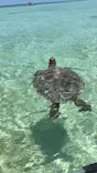 Cheerful 宮古島(チアフル)に投稿された画像（2026/5/20）