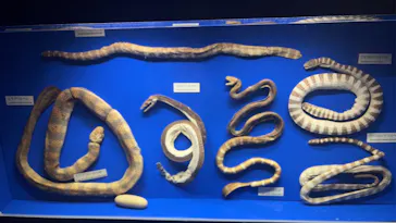 沖縄美ら海水族館に投稿された画像（2026/5/20）
