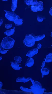 沖縄美ら海水族館に投稿された画像（2026/5/20）