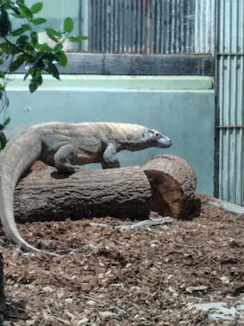 名古屋市東山動植物園に投稿された画像（2026/5/20）