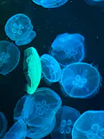 すみだ水族館に投稿された画像（2026/5/20）