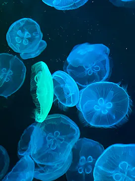 すみだ水族館に投稿された画像（2026/5/20）