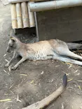 ANIMAL WONDER REZOURT 市原ぞうの国・サユリワールドに投稿された画像（2026/5/20）