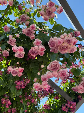 万博記念公園に投稿された画像（2026/5/20）