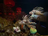 横浜開運水族館 フォーチュンアクアリウムに投稿された画像（2026/5/21）