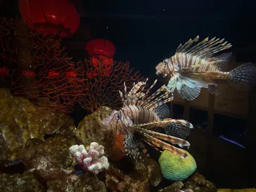 横浜開運水族館 フォーチュンアクアリウムに投稿された画像（2026/5/20）