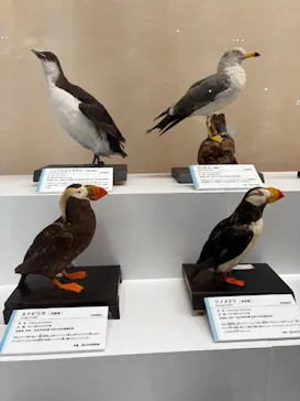 特別展「鳥 ～ゲノム解析が解き明かす新しい鳥類の系統～」に投稿された画像（2026/5/21）