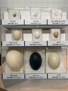 特別展「鳥 ～ゲノム解析が解き明かす新しい鳥類の系統～」に投稿された画像（2026/5/21）