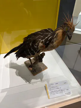 特別展「鳥 ～ゲノム解析が解き明かす新しい鳥類の系統～」に投稿された画像（2026/5/21）