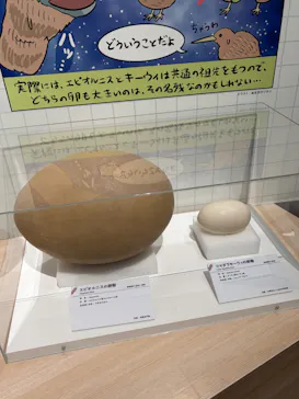特別展「鳥 ～ゲノム解析が解き明かす新しい鳥類の系統～」に投稿された画像（2026/5/21）