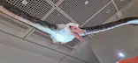 特別展「鳥 ～ゲノム解析が解き明かす新しい鳥類の系統～」に投稿された画像（2026/5/21）