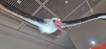特別展「鳥 ～ゲノム解析が解き明かす新しい鳥類の系統～」に投稿された画像（2026/5/21）