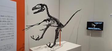 特別展「鳥 ～ゲノム解析が解き明かす新しい鳥類の系統～」に投稿された画像（2026/5/21）