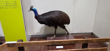 特別展「鳥 ～ゲノム解析が解き明かす新しい鳥類の系統～」に投稿された画像（2026/5/21）