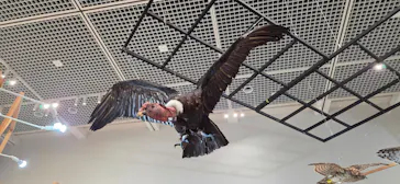 特別展「鳥 ～ゲノム解析が解き明かす新しい鳥類の系統～」に投稿された画像（2026/5/21）