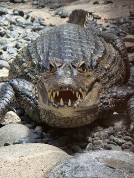 熱川バナナワニ園に投稿された画像（2026/5/21）