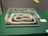 特別展「超危険生物展　科学で挑む生き物の本気」に投稿された画像（2026/5/21）