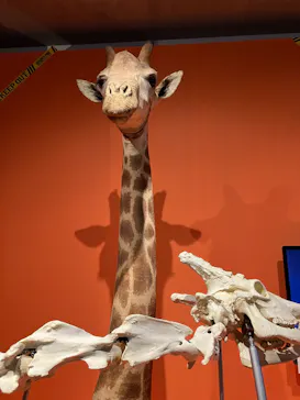 特別展「超危険生物展　科学で挑む生き物の本気」に投稿された画像（2026/5/21）