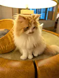 猫カフェモカ　新宿店に投稿された画像（2026/5/21）