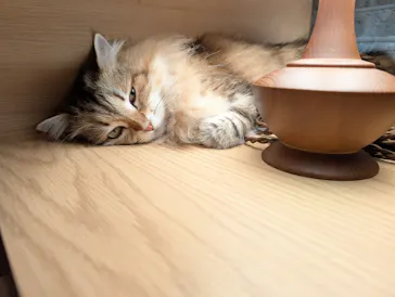 猫カフェモカ　新宿店に投稿された画像（2026/5/21）