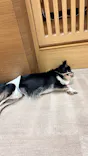いぬカフェRio 鎌倉小町通り店に投稿された画像（2026/5/21）