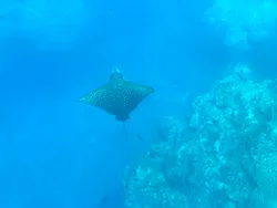 川平湾グラスボート　ブルーコーラルに投稿された画像（2026/5/21）