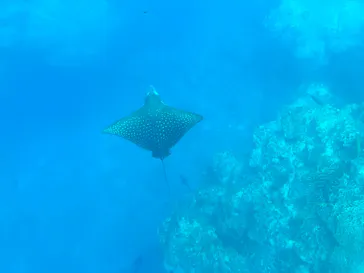 川平湾グラスボート　ブルーコーラルに投稿された画像（2026/5/21）