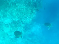 川平湾グラスボート　ブルーコーラルに投稿された画像（2026/5/21）