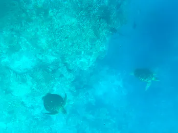 川平湾グラスボート　ブルーコーラルに投稿された画像（2026/5/21）