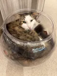 猫カフェモカ　イオンモール高崎店に投稿された画像（2026/5/21）