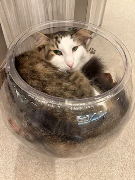 猫カフェモカ　イオンモール高崎店に投稿された画像（2026/5/21）