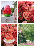 札幌ストロベリーフェスティバル2026に投稿された画像（2026/5/21）