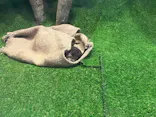 のとじま水族館に投稿された画像（2026/5/22）