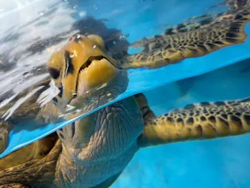 のとじま水族館に投稿された画像（2026/5/21）