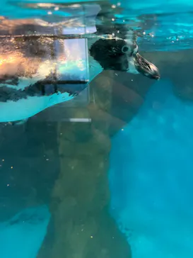 のとじま水族館に投稿された画像（2026/5/21）
