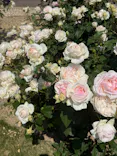 万博記念公園に投稿された画像（2026/5/22）