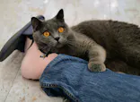 猫カフェモカ　町田ジョルナ店に投稿された画像（2026/5/22）