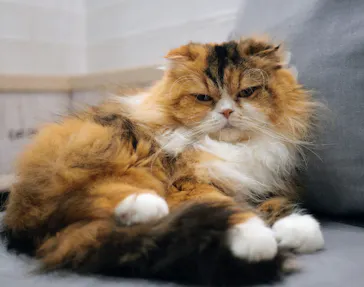 猫カフェモカ　町田ジョルナ店に投稿された画像（2026/5/22）