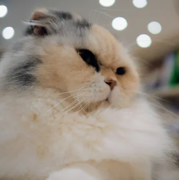 猫カフェモカ　町田ジョルナ店に投稿された画像（2026/5/22）
