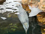 しながわ水族館に投稿された画像（2026/5/22）
