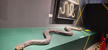 特別展「超危険生物展　科学で挑む生き物の本気」に投稿された画像（2026/5/22）