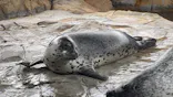 しながわ水族館に投稿された画像（2026/5/22）