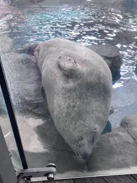 しながわ水族館に投稿された画像（2026/5/22）