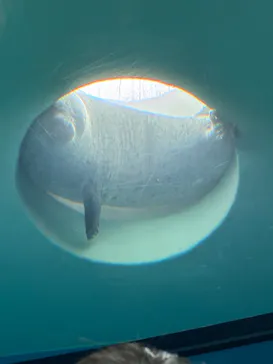 しながわ水族館に投稿された画像（2026/5/22）