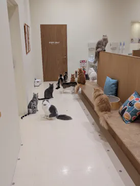 Cat Café MOFF イオンモール豊川店に投稿された画像（2026/5/22）