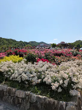 ぎふワールド・ローズガーデンに投稿された画像（2026/5/22）